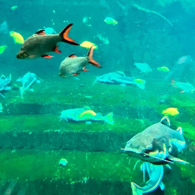 珠海長隆海洋王國之海洋動物