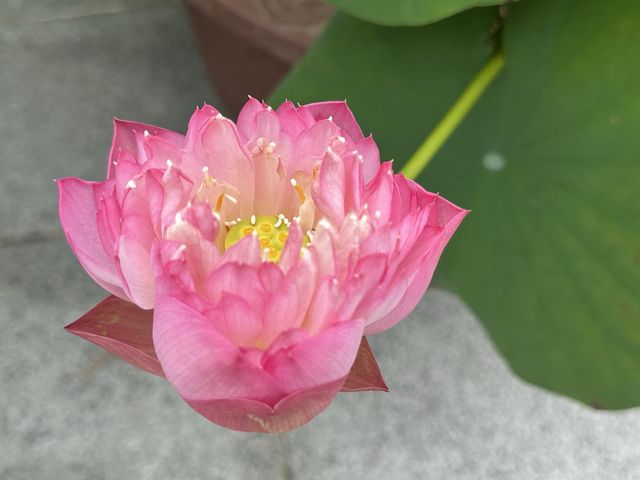 香港遊 | 大嶼山 | 寶蓮禪寺 | 香港荷花節 (下)