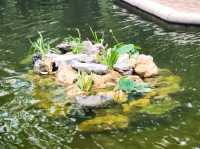 九龍公園 | 荷花池上的噴泉與花海
