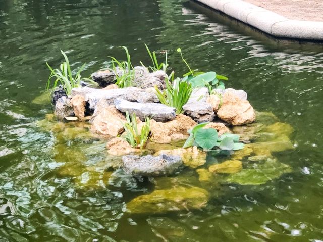 九龍公園 | 荷花池上的噴泉與花海