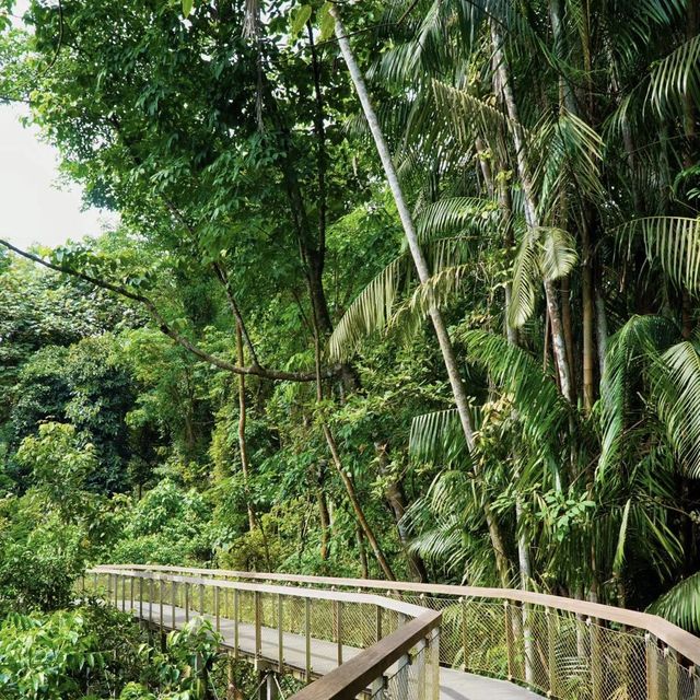 🌿🇸🇬 新加坡之綠 | 麥裏芝自然小徑 🚶‍
