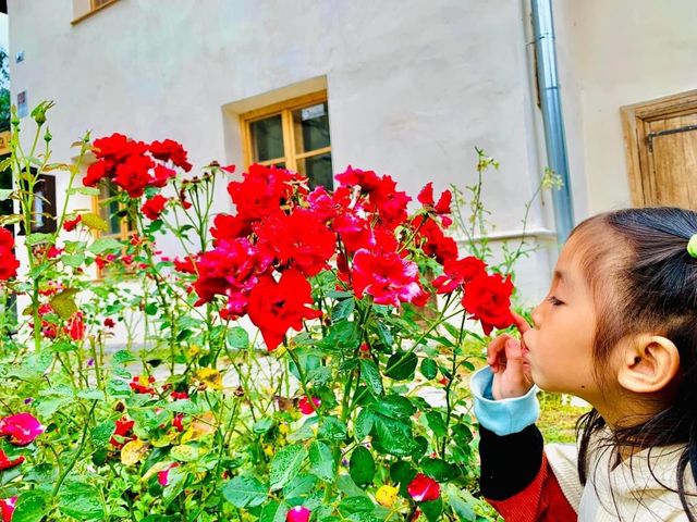 羅馬尼亞🇷🇴塞格蕭拉