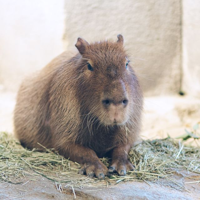 【大阪】動物にも会える水族館！？「ニフレル」は水族館🐠×動物園🐧×美術館🖼で見どころ沢山！