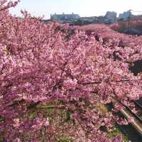 三浦海岸の河津桜に一足早い春を探す旅