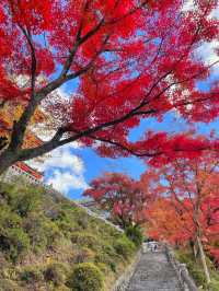 교토 가볼만 한 곳 1순위, 기요미즈데라 (청수사)🍁