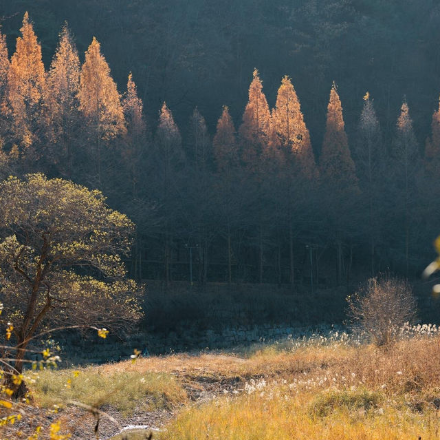 Sangso-dong Forest Bath in Winter Season 