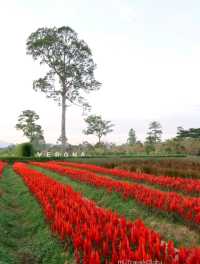 Bliss & Bloom Cafe ทับลาน