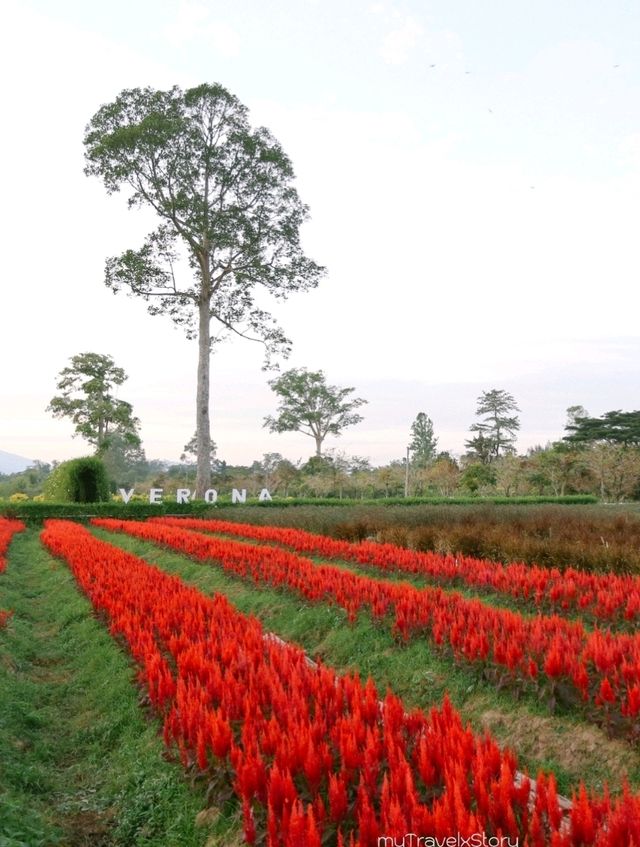 Bliss & Bloom Cafe ทับลาน