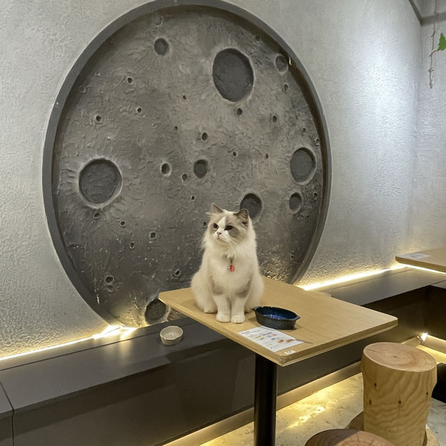 香港屯門｜布偶貓喵星球餐廳