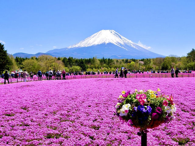 Fuji Shibazakura Festival