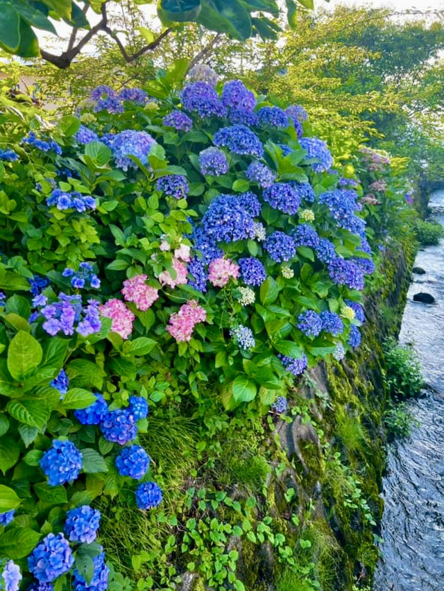 Kaisei Farm in Kanagawa