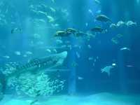Kaiyukan พิพิธภัณฑ์สัตว์น้ำกลางเมืองโอซาก้า 🐋