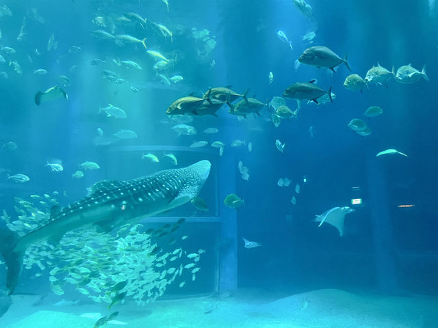 Kaiyukan พิพิธภัณฑ์สัตว์น้ำกลางเมืองโอซาก้า 🐋