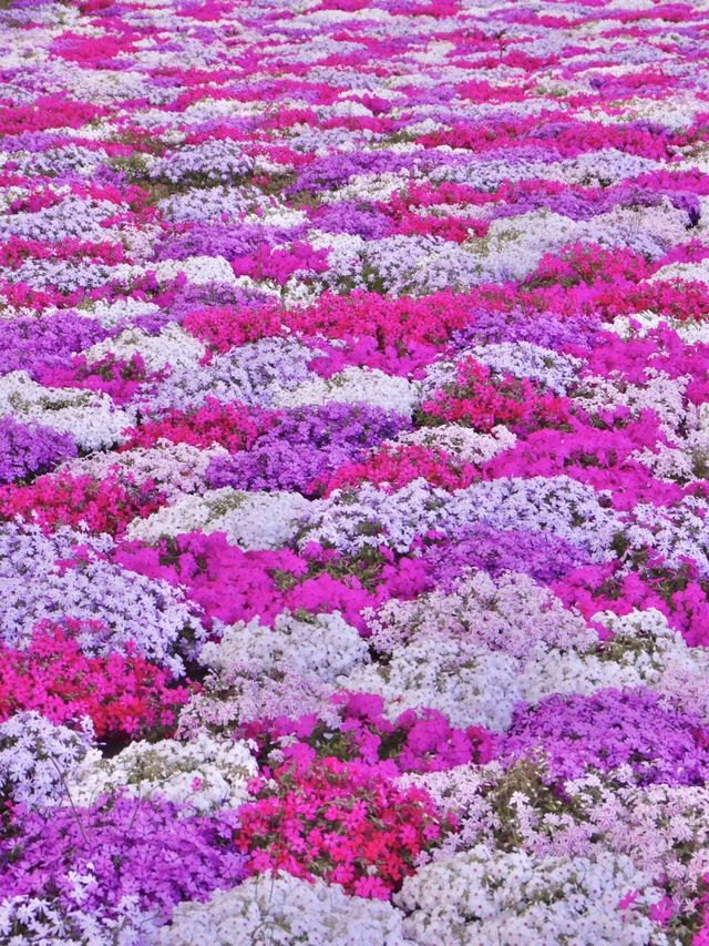 【茨城県】桜と芝桜のコラボレーションスポット