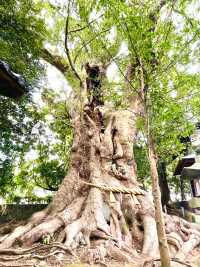 【川津来宮神社/静岡県】鮮やかな河津桜と大楠