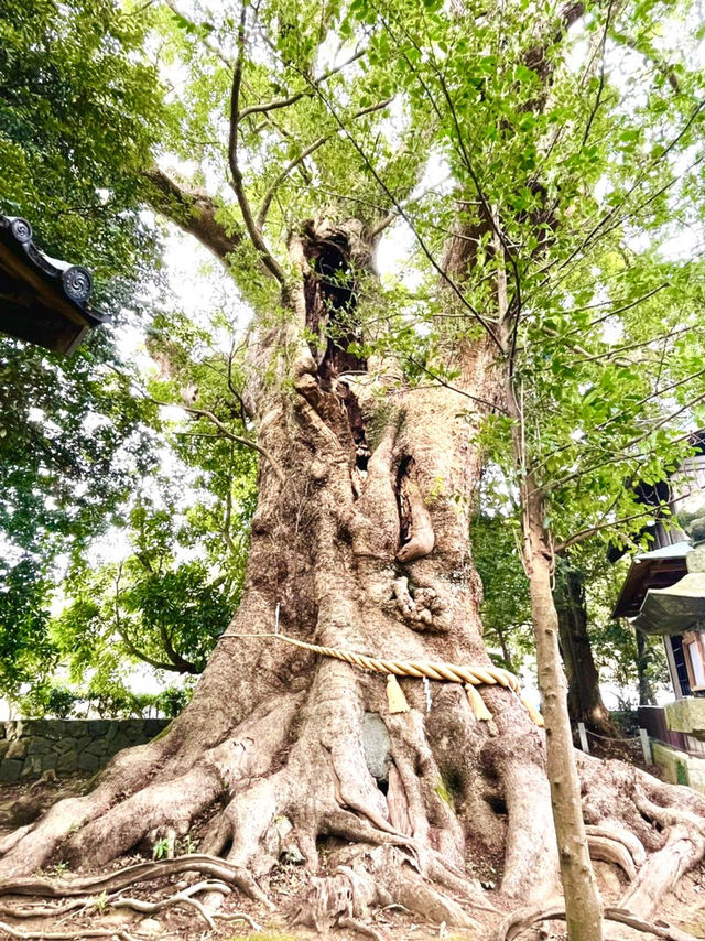 【川津来宮神社/静岡県】鮮やかな河津桜と大楠