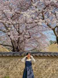 분홍빛 벚꽃으로 물든 경주의 봄🌸♥