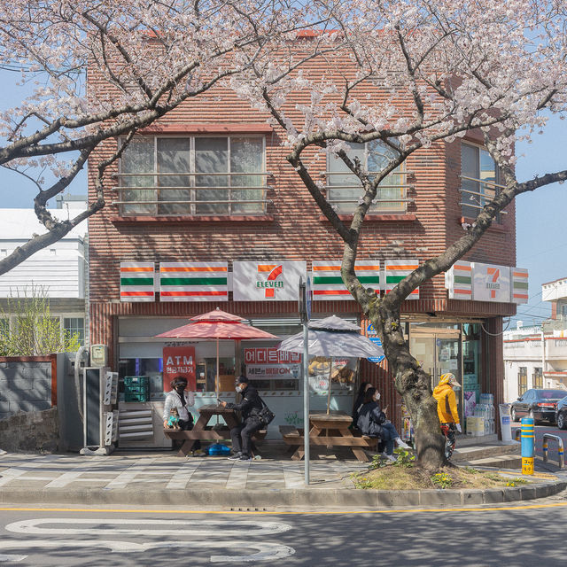 제주 최고의 벚꽃거리 전농로