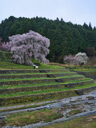 奈良×桜】高さ13m・樹齢300年の圧巻のしだれ桜🌸 | Trip.com 宇陀