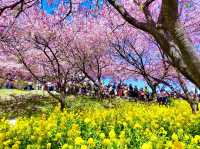 Cherry Blossoms Walking Path