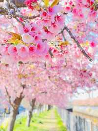 【伝右川桜並木/埼玉県】河津桜と安行桜の桜並木を一緒に見られる場所