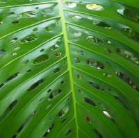 【バラが楽しめる★】神代植物公園