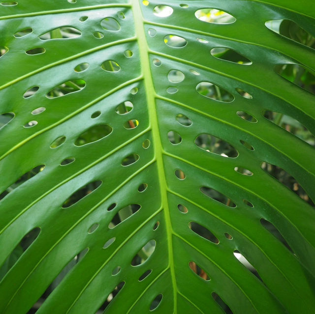 【バラが楽しめる★】神代植物公園