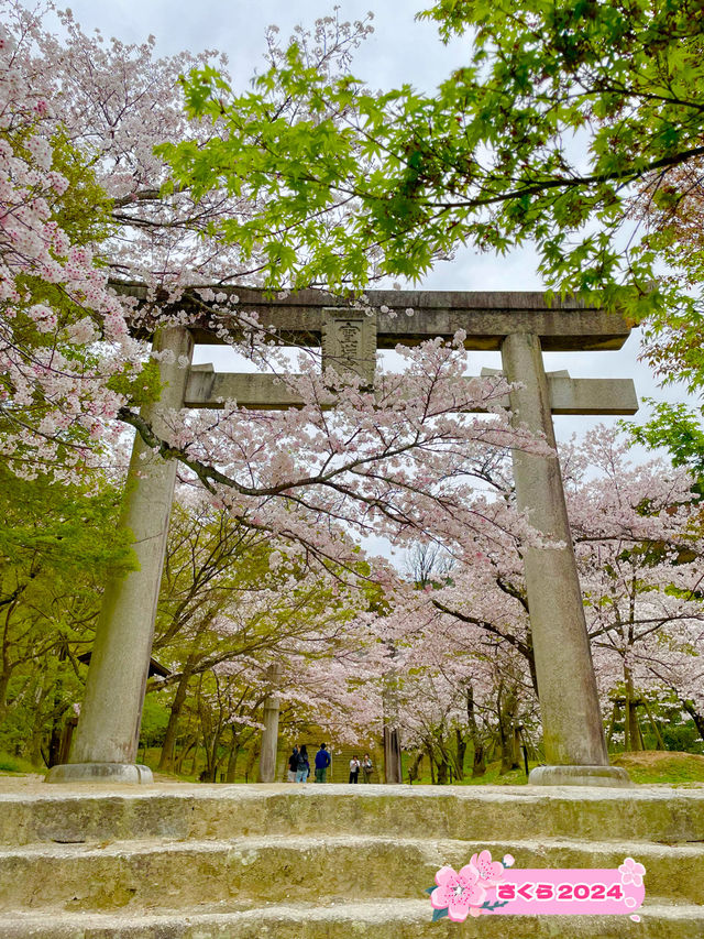 【太宰府市】桜、紅葉、新緑と季節を楽しめる神社