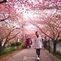 มารู้จักกับ ซากุระพันธุ์บานเร็ว กันค่ะ✨🌸