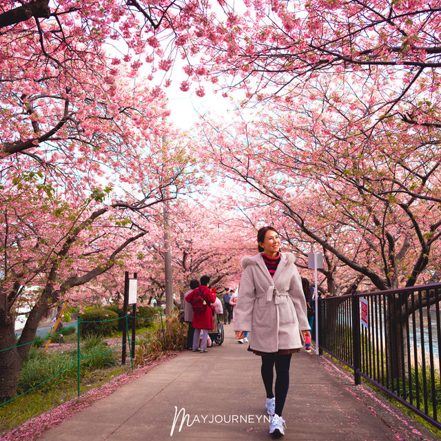 มารู้จักกับ ซากุระพันธุ์บานเร็ว กันค่ะ✨🌸
