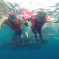 Cebu whale shark