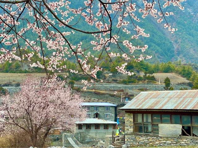 Blossoms painted the ethereal scenery.