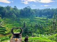 Ceking Rice Terrace