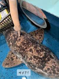 たった900円？！超絶楽しい水族館
