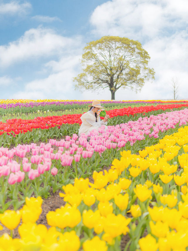 無料で楽しめる🌷20万本のチューリップ畑🌷