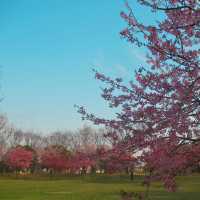 🎏Sakura Iwakura Festival🎏