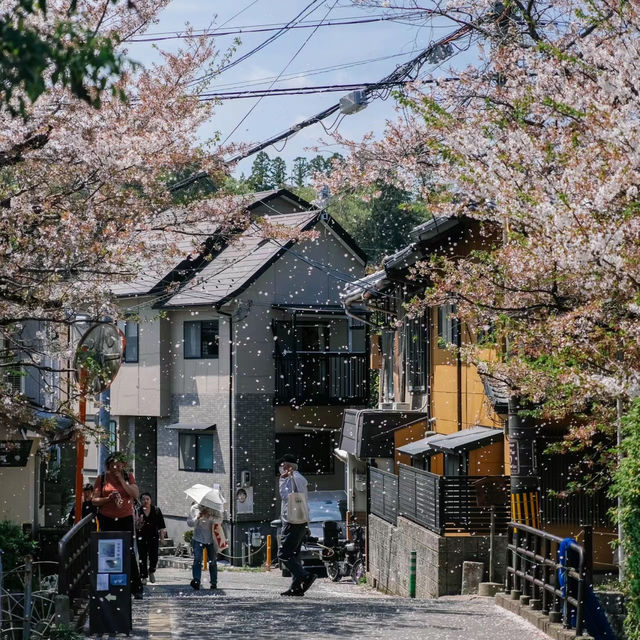 中津川～浪漫櫻花花海