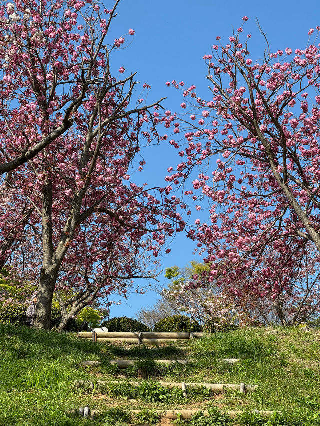 부산 겹벚꽃하면 여기죠!