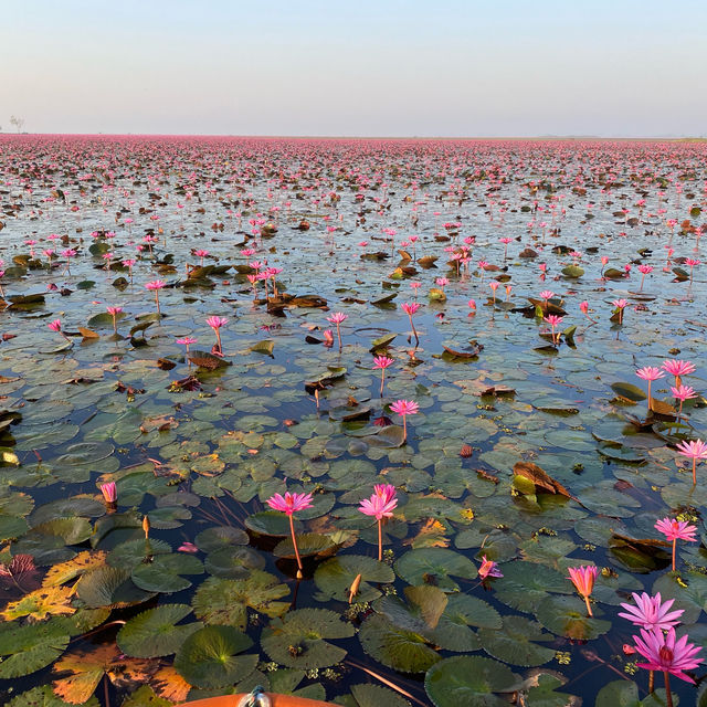 【タイ ウドンタニ】 赤い蓮の絶景