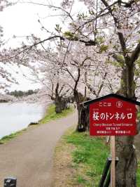 弘前公園裡的櫻花戀歌
