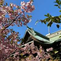「品川神社:日式櫻花禪境,感受日本傳統文化」