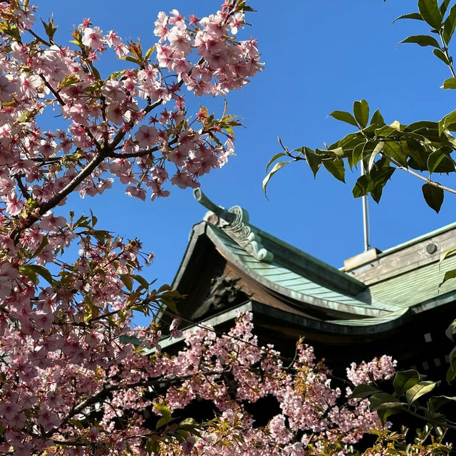 「品川神社:日式櫻花禪境,感受日本傳統文化」 「品川神社:日式櫻花禪境,感受日本傳統文化」
