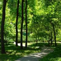 「谷中公園：歷史與自然之美，適合放鬆和沉思的春天好去處」