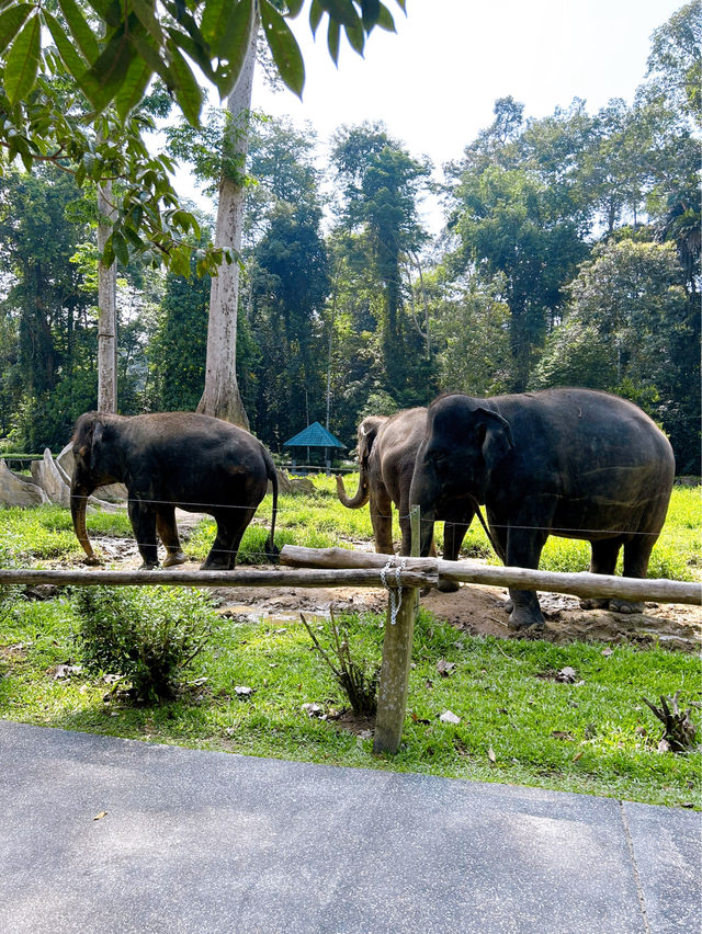 National Elephant Conservation Centre Kuala Gandah