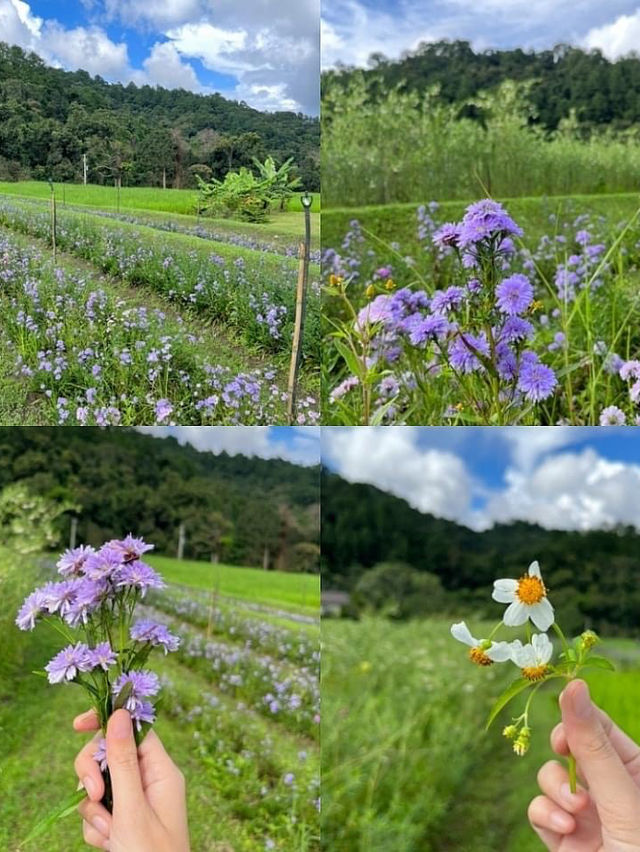 บ้านแม่กลางหลวง ดอยอินทนนท์🍃