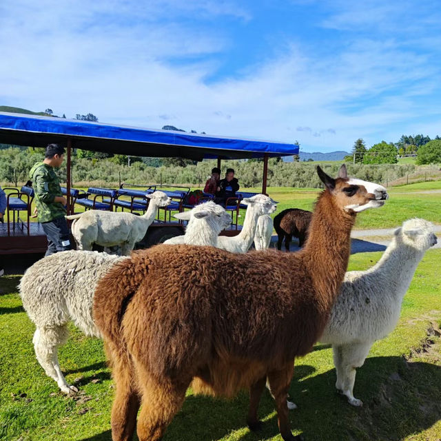 「天理觀光農園～田園畫捲之美！」