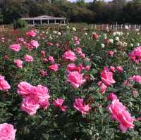 神代植物公園賞花