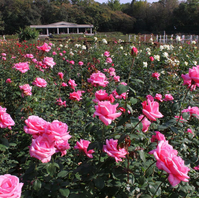 神代植物公園賞花