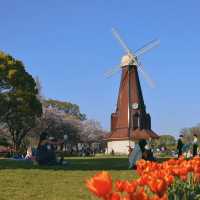 【2024春天好去處】花海公園，賞花回憶