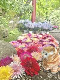 【奈良】花手水が可愛い岡寺🌷紫陽花シーズン